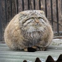 Marko (@nullpointer95) 's Twitter Profile