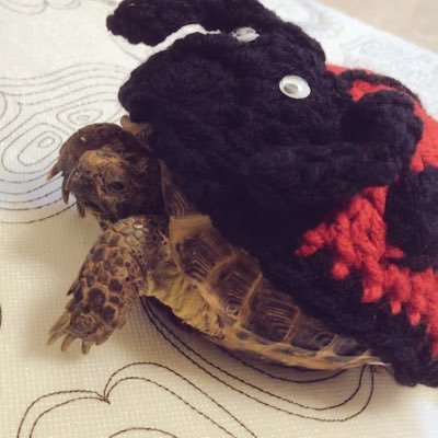 会社員🏢ロシアリクガメのチュロ(2014/1/3.オス)と2人暮らし🐢Tweetは9割カメ🐢フォローしてくれたらたまに話しかけちゃうかもしれません🗣💬