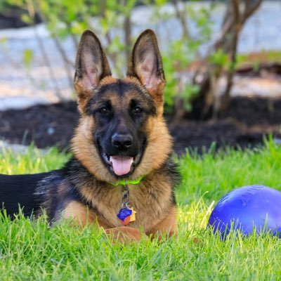 I love Yahweh, Yeshua, my family, and my German Shepherds. Photographing Yahweh’s beautiful creations brings me peace. NO DM’S