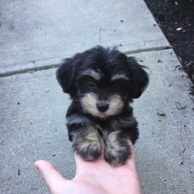 achievecomfort's profile picture. Here to learn and share all about dogs!🐾🐶🐾