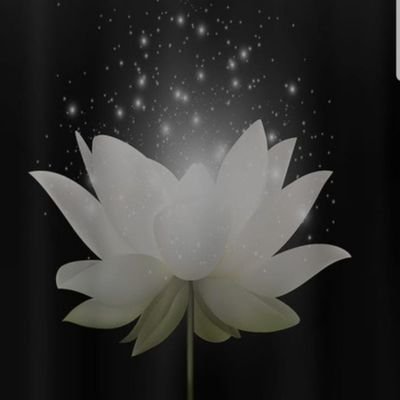 Pure White Lotus - Sen Trang Media