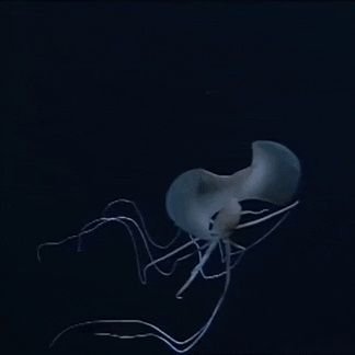 strmaprma's profile picture. it 21 im here to follow nsfw accs