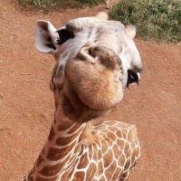 La Matchi del Mar (@winggiezzz) 's Twitter Profile