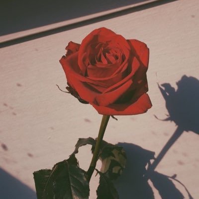 🥀さんのプロフィール画像
