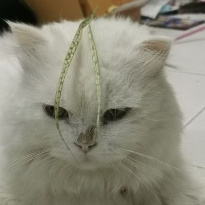 MaxSathap's profile picture. 