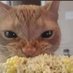 Cats Eating Corn #SaveA11yBots (@cats_corn) Twitter profile photo