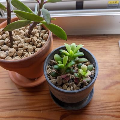 9ncK3DUYOcYHAuR's profile picture. 小学6年から学校に行けなくなった子供3年目。発達凹凸。最近は暴れることはなく、日々が溶けていく様に過ぎていく。