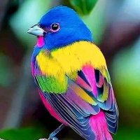 🌳Rupali (@rv1nature) 's Twitter Profile