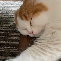 ゆうすけ (@yuusuukee0523) 's Twitter Profile
