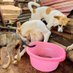 Makayaga_dog_shelter1 (@kitagawadog) Twitter profile photo Makayaga_dog_shelter1 (@kitagawadog) Twitter profile photo