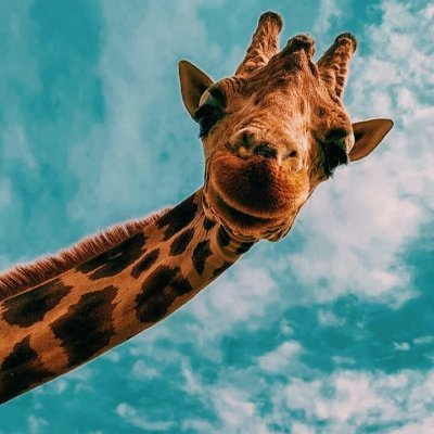 imdlrp's profile picture. akun khusus ngeluh dan ocehan. sekian.