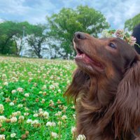 kuukuu0920🐶🎀 (@kuukuu09201) 's Twitter Profile Photo