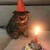 Posts Of Cats (@postsofcats) Twitter profile photo Posts Of Cats (@postsofcats) Twitter profile photo