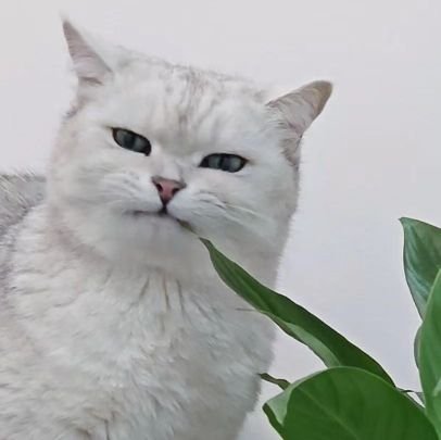 Anshafiwanさんのプロフィール画像