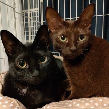 保護猫だったチョコ猫【はる】と黒猫【しゅん】を引き取って一緒に暮らしています|2匹の可愛らしい姿を御覧ください|YouTubeやブログもやってます!