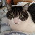 猫飼い (@lltynh23jfw75gq) Twitter profile photo 猫飼い (@lltynh23jfw75gq) Twitter profile photo