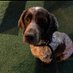 JackTheDog63 (@jackthedog63) Twitter profile photo JackTheDog63 (@jackthedog63) Twitter profile photo