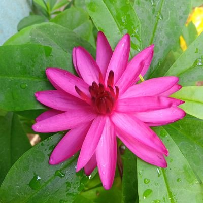 RosiS22506144's profile picture. Rosi.S/daughter of Steepan