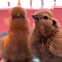 MuirhouseChickens(@MPSChicks) 's Twitter Profile Photo