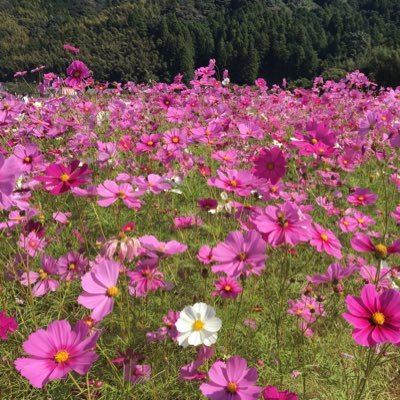 gcHUKntQDSHcHID's profile picture. DINKS＋🐶趣味はヨガと一人旅🚋 機能不全家族／母娘共依存／毒親／アダルトチルドレン／　絶賛、解毒中。