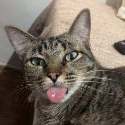 supportluc's profile picture. MICROONDAS É BAUM