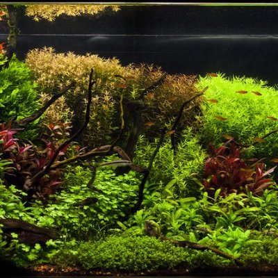 Aquarium flora and some fauna but mostly  aquascapes. 
Flooded Ecosystems inside a glass.