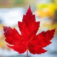RedPilledCanadian (@simonkrug2) 's Twitter Profile