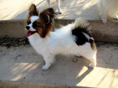 vin_jas's profile picture. We care about your pets that matters most to you. We are always looking for the best in pet products and dog grooming supplies.