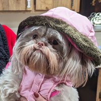 Aragost ๐บ๐ฒ (@aragost24) 's Twitter Profile
