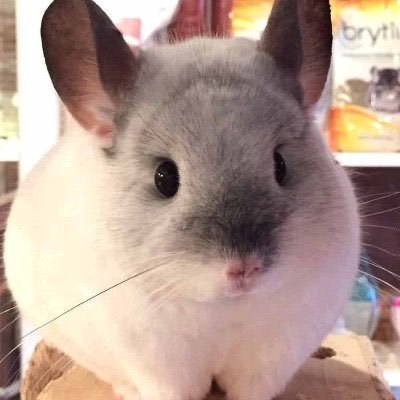 이오🍬さんのプロフィール画像