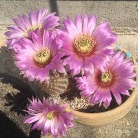 Debra Elwell (@debraelwell3) 's Twitter Profile