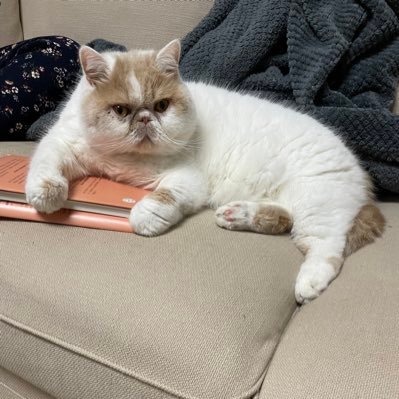 Rachelrqy's profile picture. healthcare industry，biotech，CNS