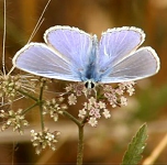 British and Irish wildlife news curated by Grahame Madge @ASpeciesADay RSPB media officer and wildlife fan - all views my own