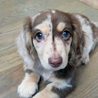 Dachshund Love(@DachshundLove6) 's Twitter Profile Photo