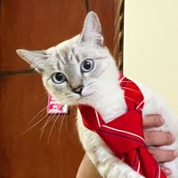 nádia (@anymalzinha) 's Twitter Profile