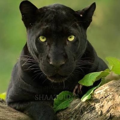 chotajadugar's profile picture. Not all wanderers are lost