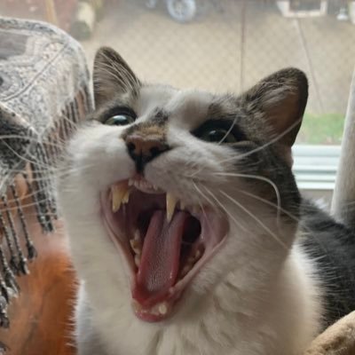 grzybsmierci's profile picture. he/him