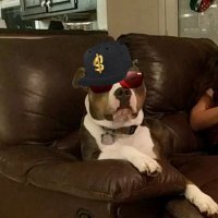 B-rad (@bryanhagaman) 's Twitter Profile