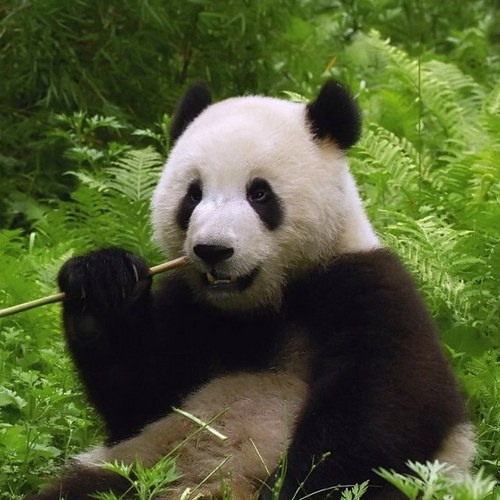 BioChemie's profile picture. 