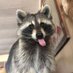Idol Trashpanda (@uwu_trashpanda) Twitter profile photo Idol Trashpanda (@uwu_trashpanda) Twitter profile photo