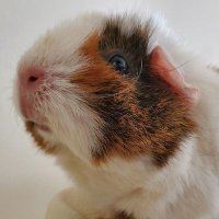 Nigel and Crouton(@squeakyboar) 's Twitter Profile Photo