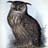 eagleowl123 Profile Picture