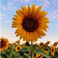 Jo_🌻 (@iamjo_80) 's Twitter Profile Photo Jo_🌻 (@iamjo_80) 's Twitter Profile Photo