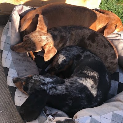 savetheweenies's profile picture. Alberta  Dachshund Rescue is an all-volunteer charitable organization that focuses on dachshunds and dachshund mixes.