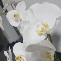 Orlock (@odiseo2023) 's Twitter Profile