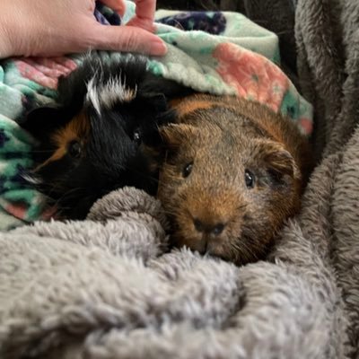 Two free roam guinea pig boys