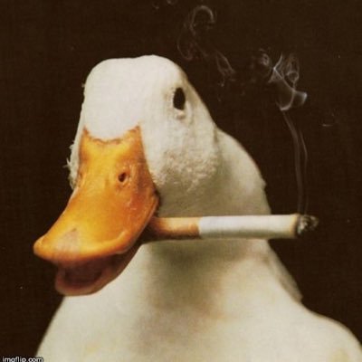patducki's profile picture. Cuack 🦆