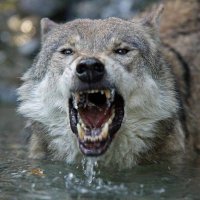 Angry DockDog (@angrydockdog) 's Twitter Profile