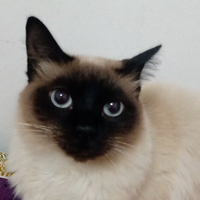 Borjes50624013's profile picture. "O verdadeiro objetivo da censura é silenciar os que incomodam, não os que mentem".
                                           (George Orwell)