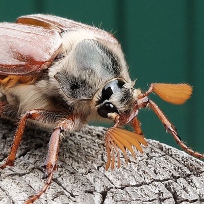 Photohost for @beetleshourly , i post the beetle images so da bot can use them, thats all